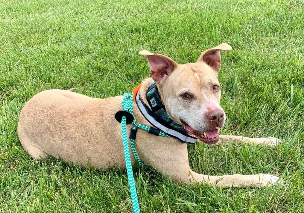 A dog laying in the grass with a leash.