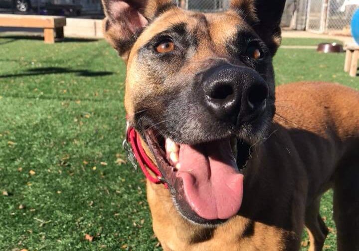 A brown dog is standing in a grassy area with his tongue out.