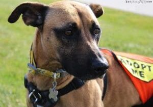 A brown and orange dog wearing an orange vest.