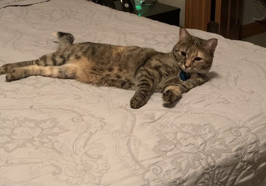 A tabby cat laying on top of a bed.