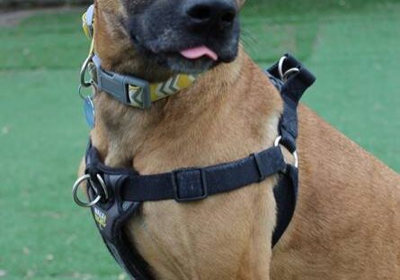 A brown dog wearing a harness sitting on a wooden box.