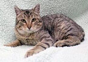 A tabby cat laying on top of a blanket.