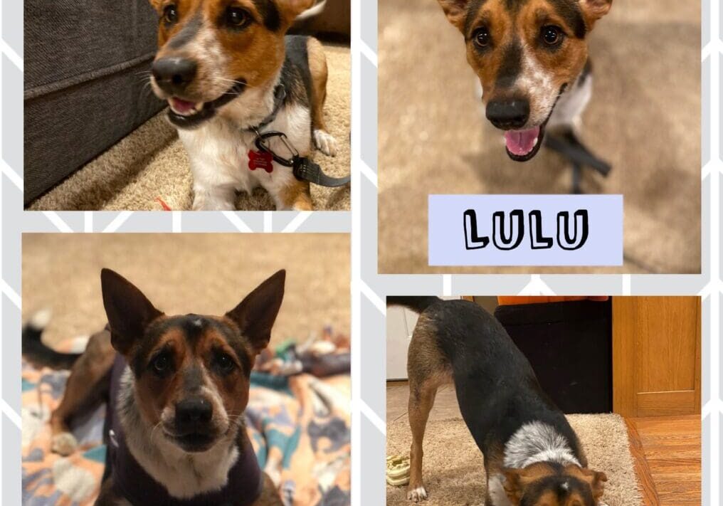 Four pictures of a dog with the word lulu.