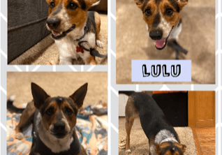 Four pictures of a dog with the word lulu.