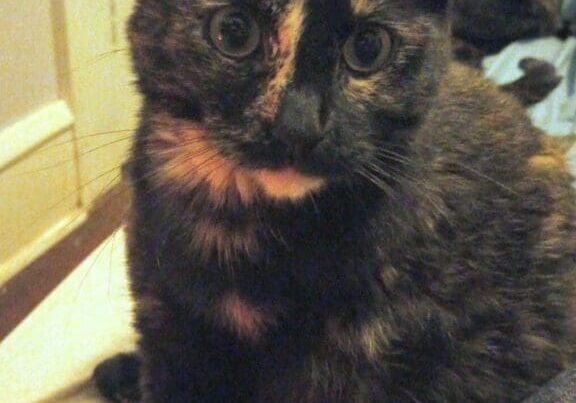 Tortoiseshell cat sitting on blue blanket.