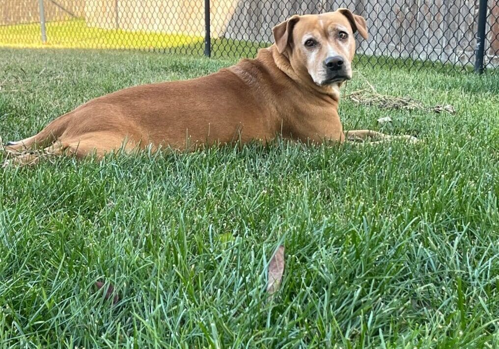 A brown dog is laying in the grass in front of a fence.