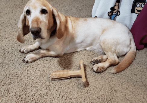 A dog laying on the floor next to a wooden toy.