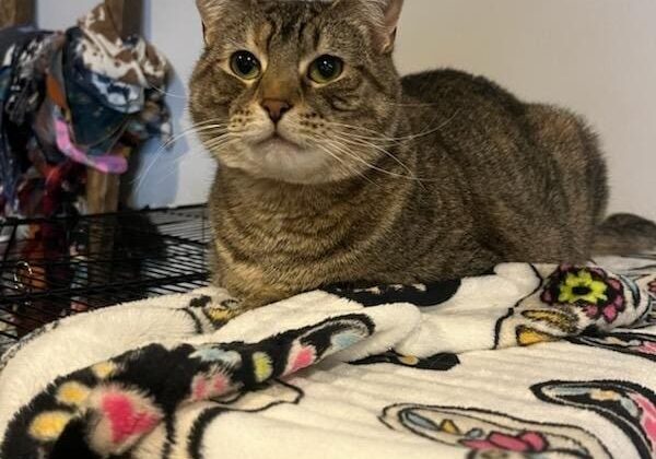 Tabby cat laying on a colorful blanket.