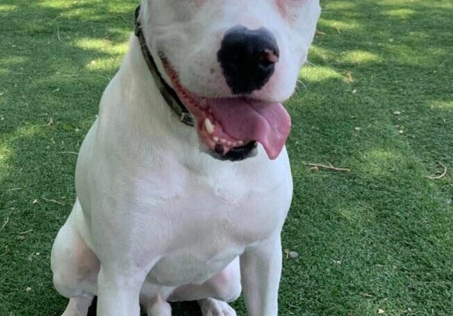 A white dog sitting on the grass with his tongue out.