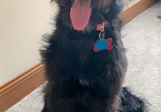 A black dog sitting on the floor with his tongue out.