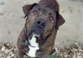 A black and brown dog looking up at the camera.