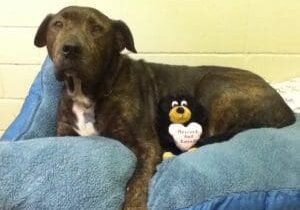 A dog laying on a blue pillow with a stuffed animal.