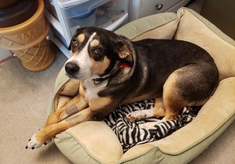 A dog laying in a zebra print dog bed.