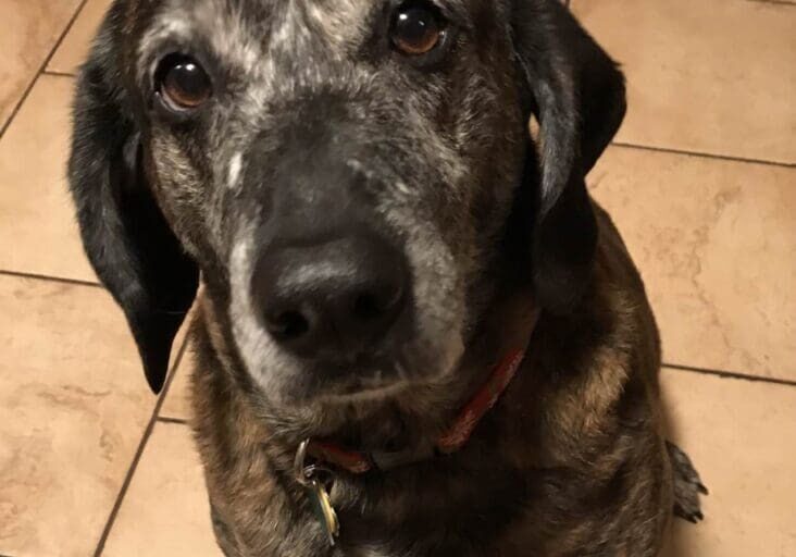 A brown and black dog looking up.