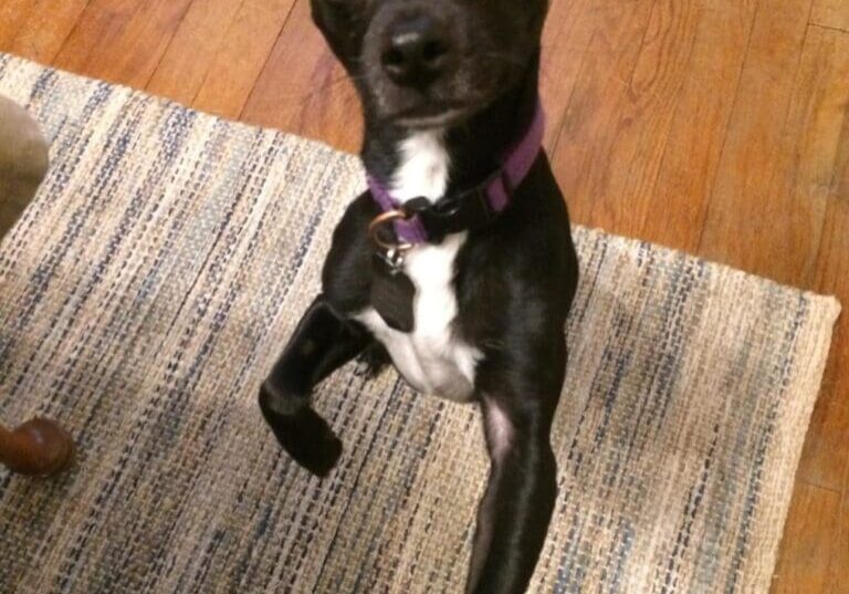 A black and white chihuahua standing on the floor.