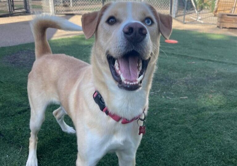 Happy dog with different colored eyes.