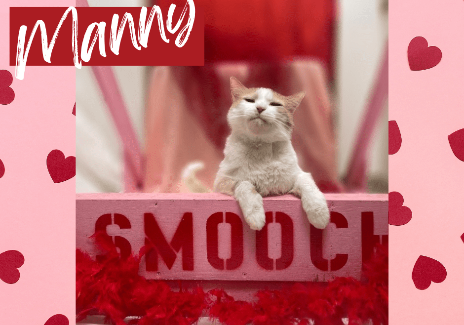 A cat sitting on top of a box with hearts on it.