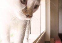 A cat looking out of a window.