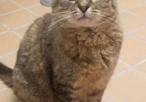 A tabby cat sitting on a tile floor.