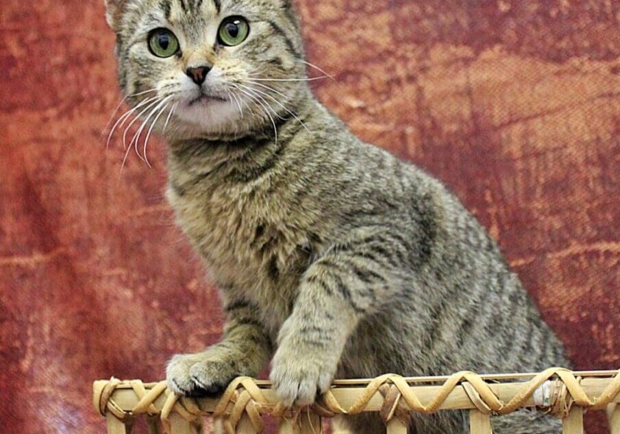 A tabby cat sitting in a wicker basket.