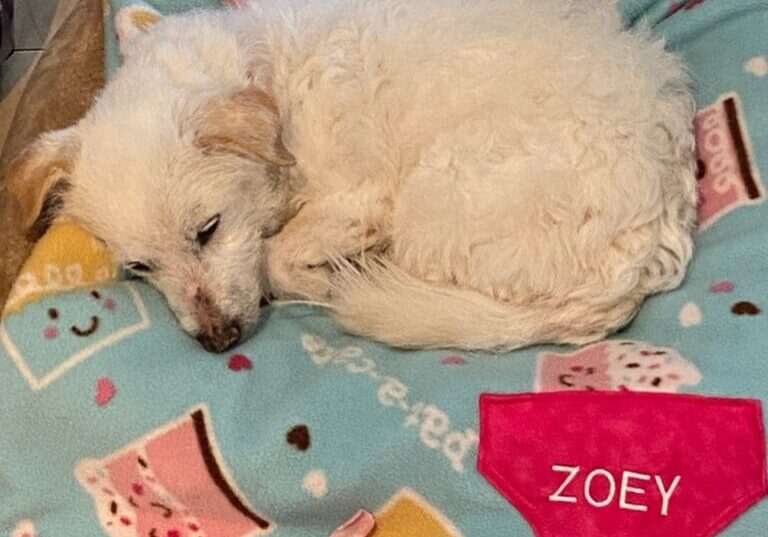 A white dog laying on a blanket with the name zoey on it.