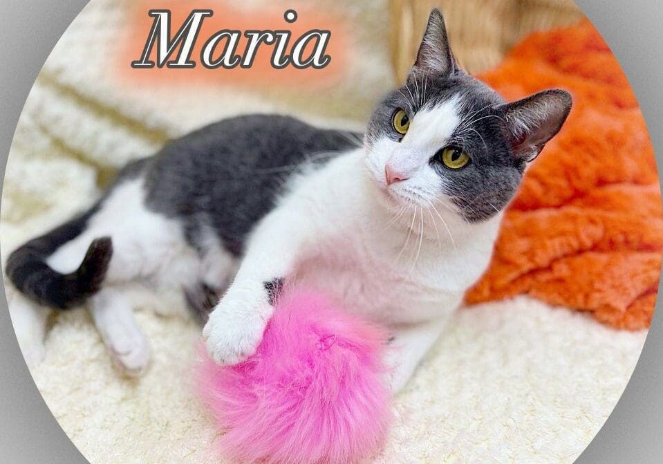 Maria is a grey and white cat with a pink ball.