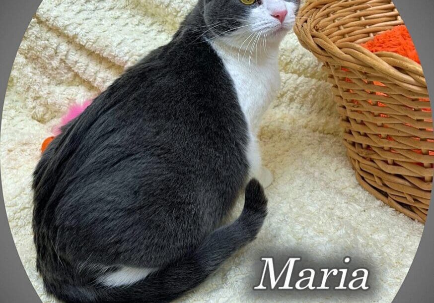 Maria is a grey and white cat.