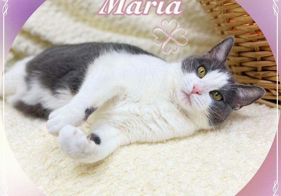 A white and gray cat named Maria.