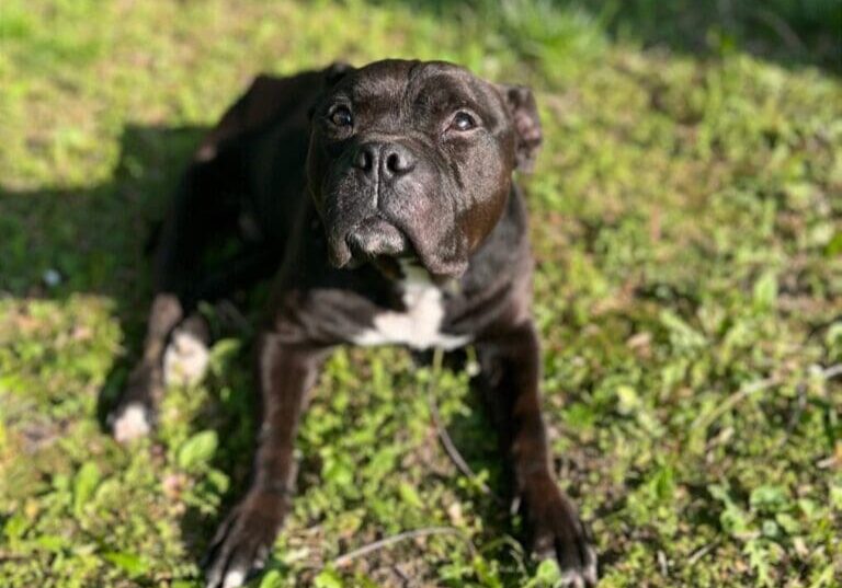 Person, an adoptable pit bull terrier & chihuahua mix in cleveland, oh.