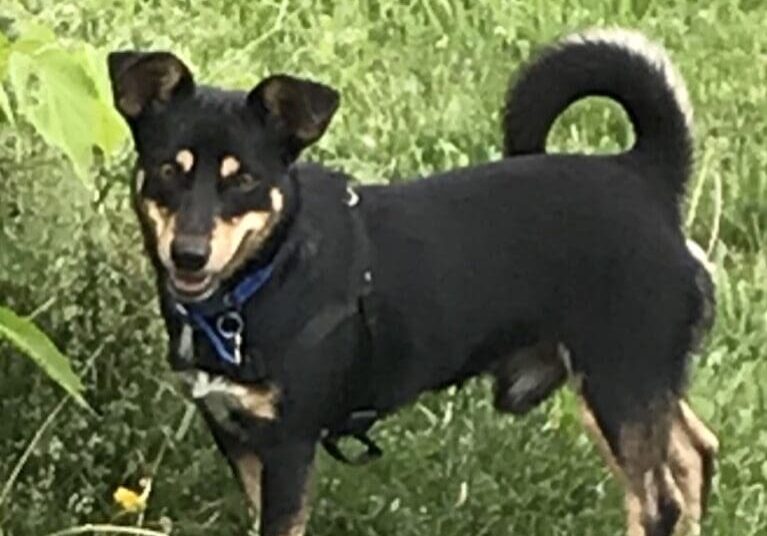 A black and brown dog standing in the grass.