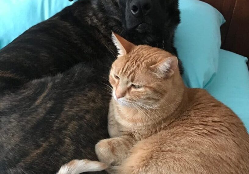 A dog and a cat cuddling on a bed.