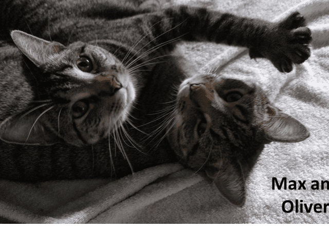 Two cats laying on a blanket with the words max and oliver.