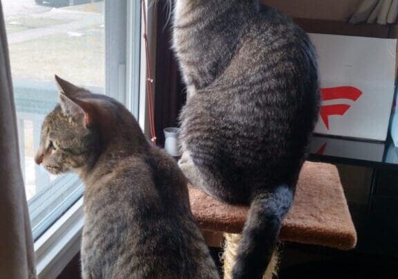 Two tabby cats looking out window.