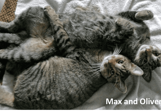 Two cats laying on top of each other.