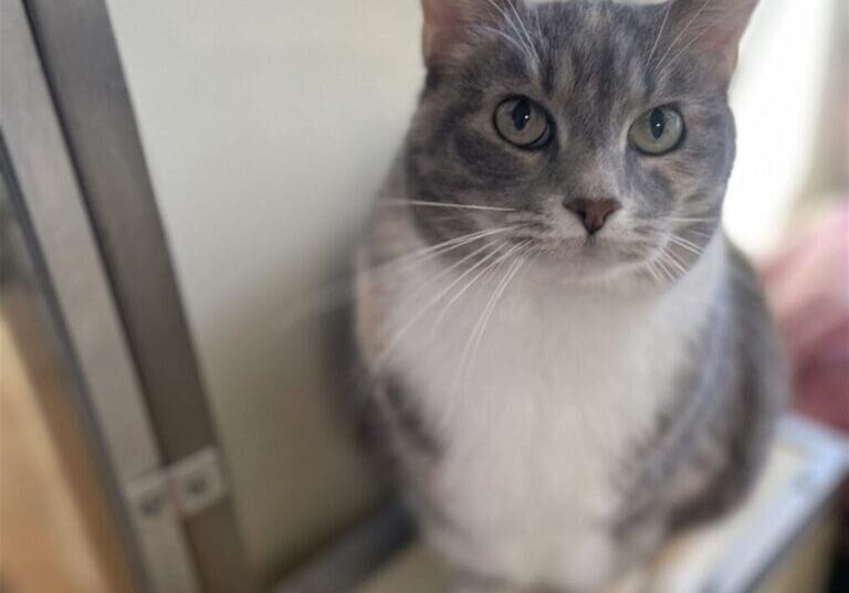 Gray and white cat sitting on a stool.