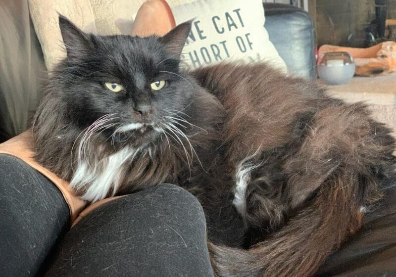 A black and white cat sitting on a person's leg.