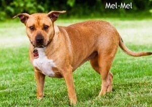 A brown dog standing in the grass with a name on it.