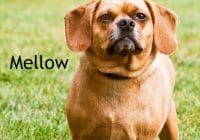 A brown dog standing in the grass with the word mellow.