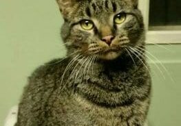 A gray tabby cat is sitting on a stool next to a window.