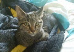 A cat laying on a blanket on a bed.