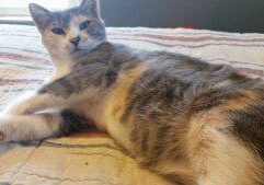 A calico cat laying on top of a bed.