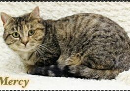 A tabby cat is laying on top of a blanket.