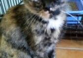 A cat sitting on a tile floor in a cage.