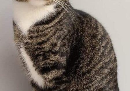 A tabby cat sitting on a wooden shelf.