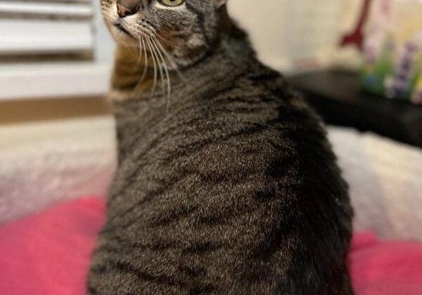 A tabby cat sitting on a pink bed.