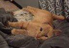 A cat laying on a blanket.