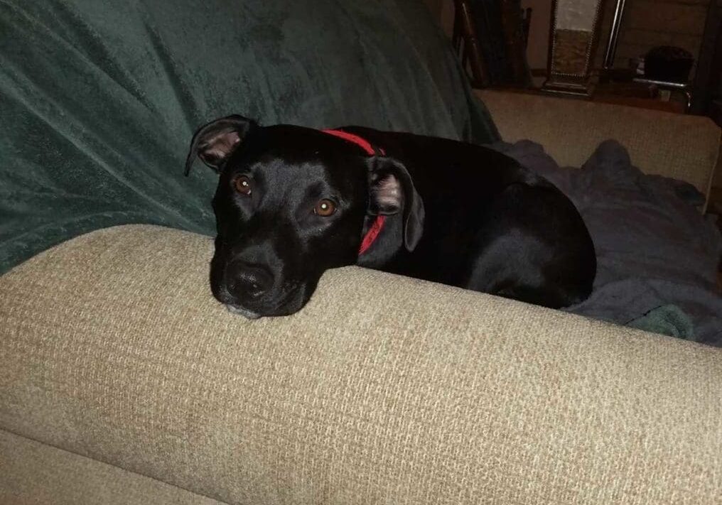 A black dog laying on top of a couch.