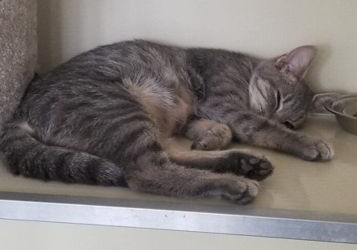 A gray cat sleeping on a shelf next to a bowl of food.