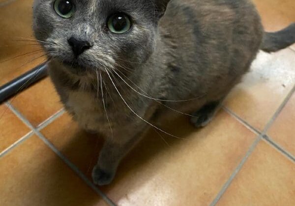 A gray cat standing on a tile floor.