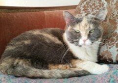 A calico cat sitting on a couch.